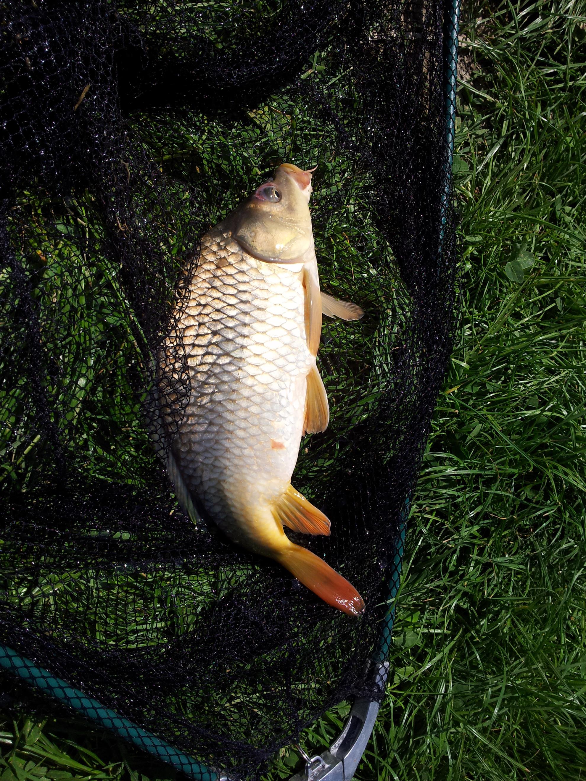 Album Lupsanu 2013 - 20130427130738.jpg